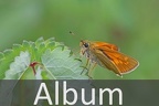 Dickkopffalter (Hesperiidae)